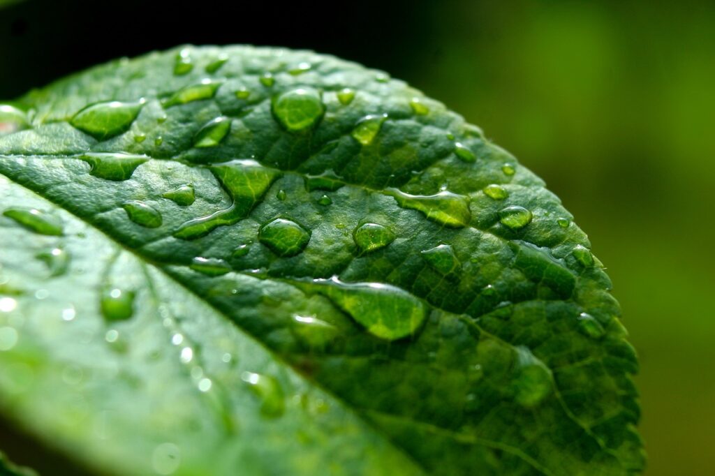 leaf, closeup, droplets-7260246.jpg
